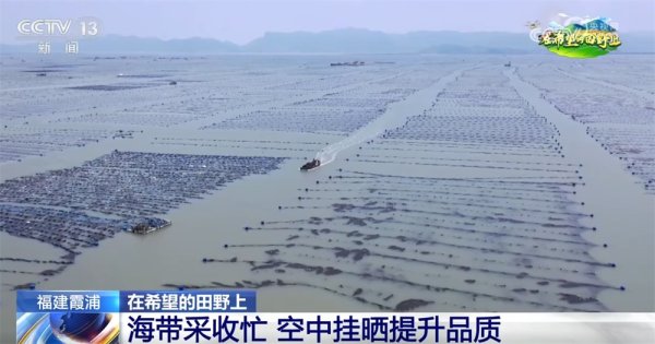 十大配资软件公司 “海上田园”一派好“丰”光&#32;特色产业“带”领群众走上增收路
